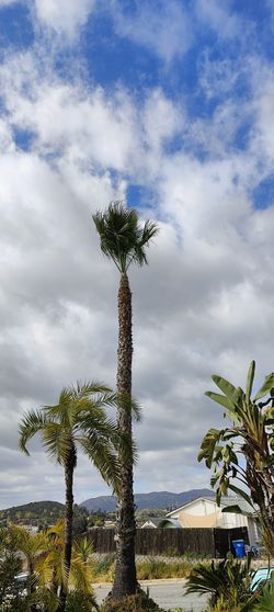 Palm