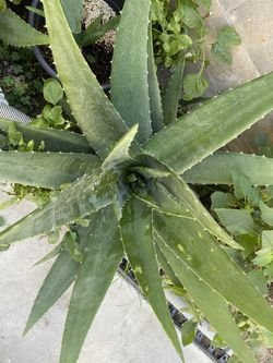 Planta d sábila grande