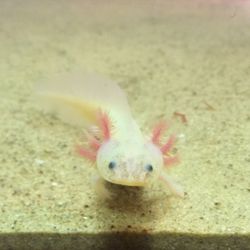 Juvenile Axolotls For Sale For Sale In East Lansing Mi Offerup Juvenile Axolotls For Sale For Sale In East Lansing Mi Offerup