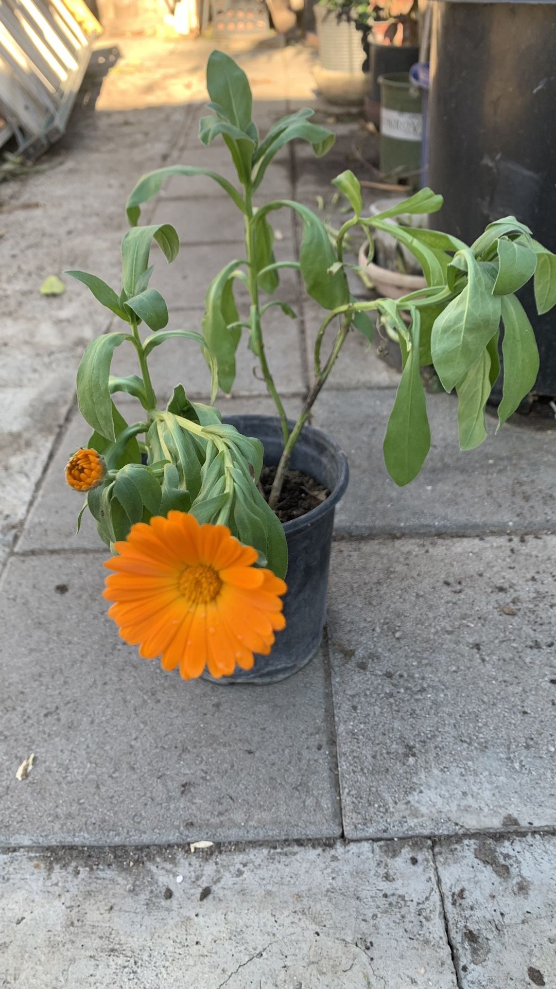 Marigolds Flowers 9$