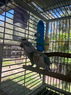 Cage /blue quaker parrot pair