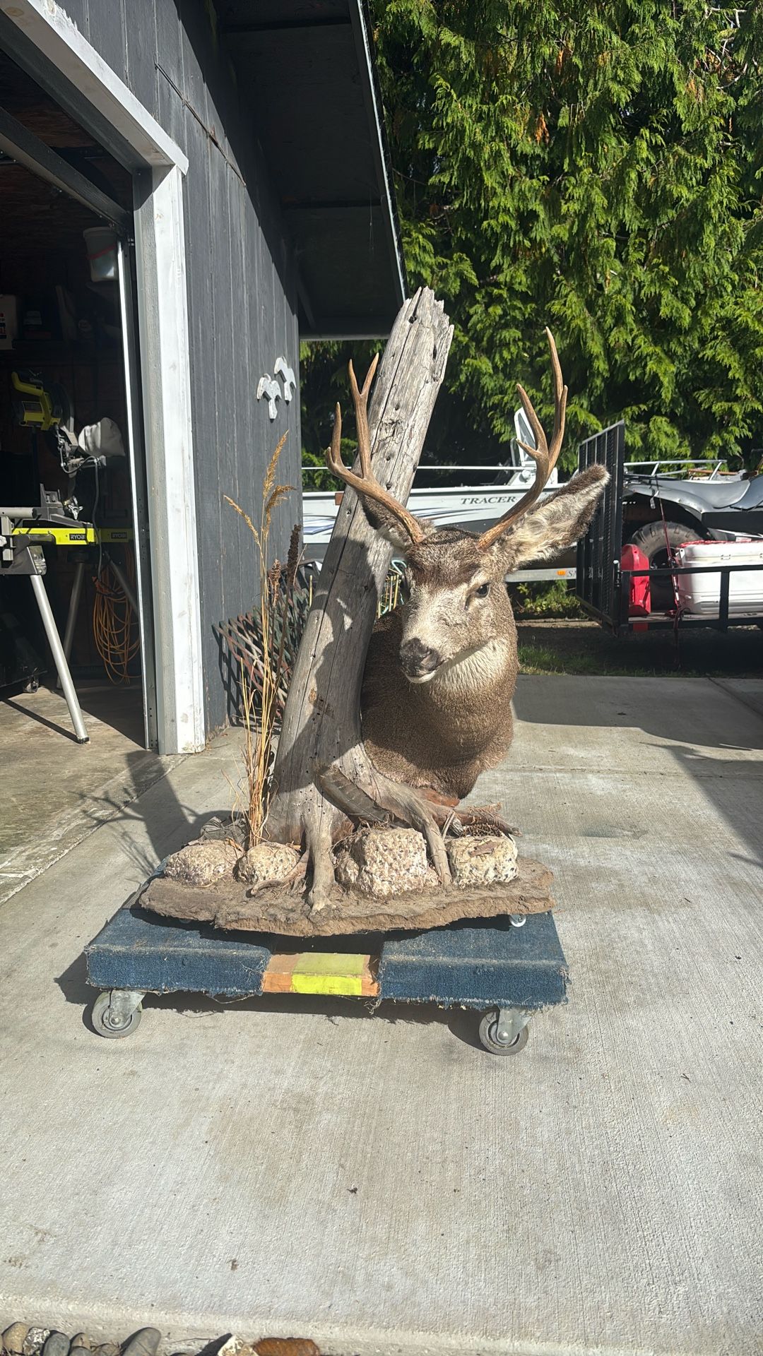 Mule Deer Mount