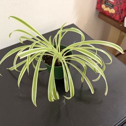 Spider Plant 