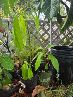 Avocado mixed variety $15 each