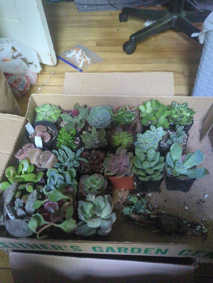 Succulents In 2inch Pots
