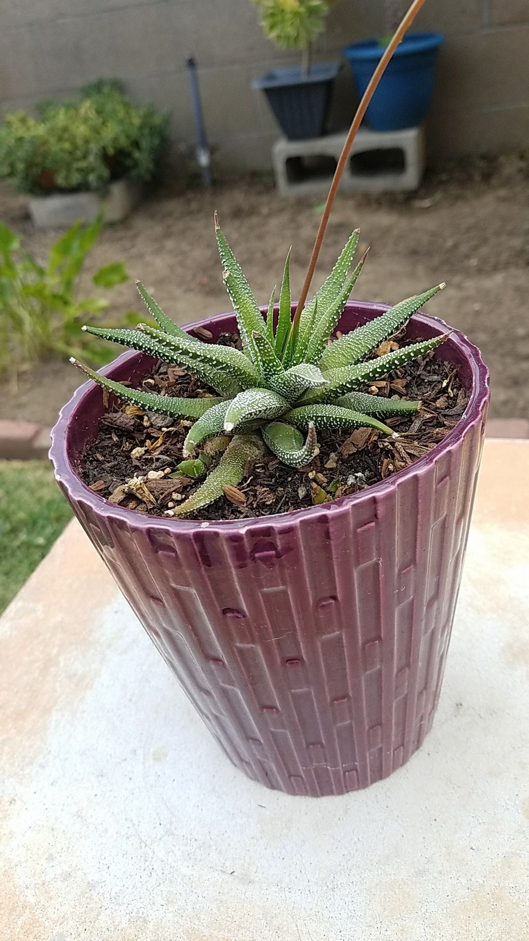 Cactus succulent, miniature aloe vera