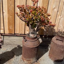 Crassula Ovata With Milk Can 