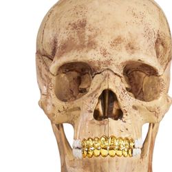 Supreme 4D Human Skull 