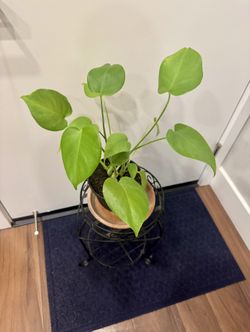Monstera Deliciousa