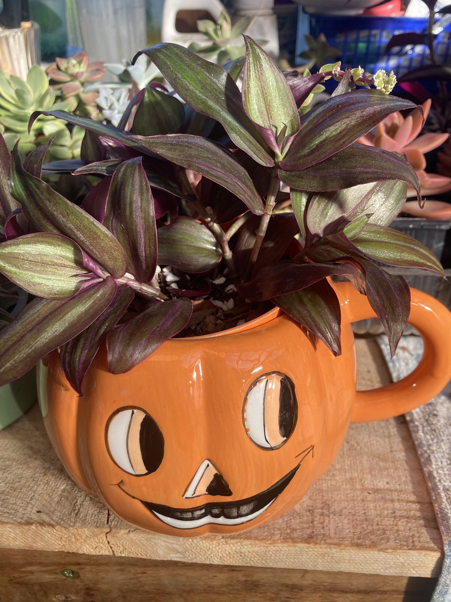 Halloween Pumpkin Planter with Plant