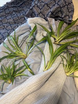 Airplane Plant Babies