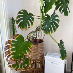 Monstera ~ 8 Years Old ~ 4 Ft tall - 10 Leaves