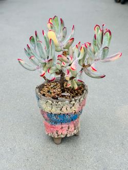 Succulents plants （Cotyledon Orbiculata cv. Long Leaf Variegated ）