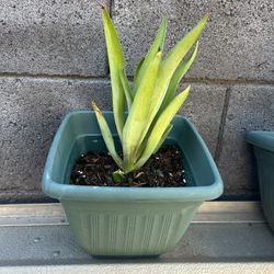Foxtail agave Plant 