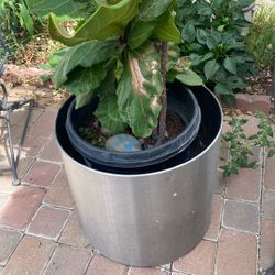 Plant With Stainless Steel Pot