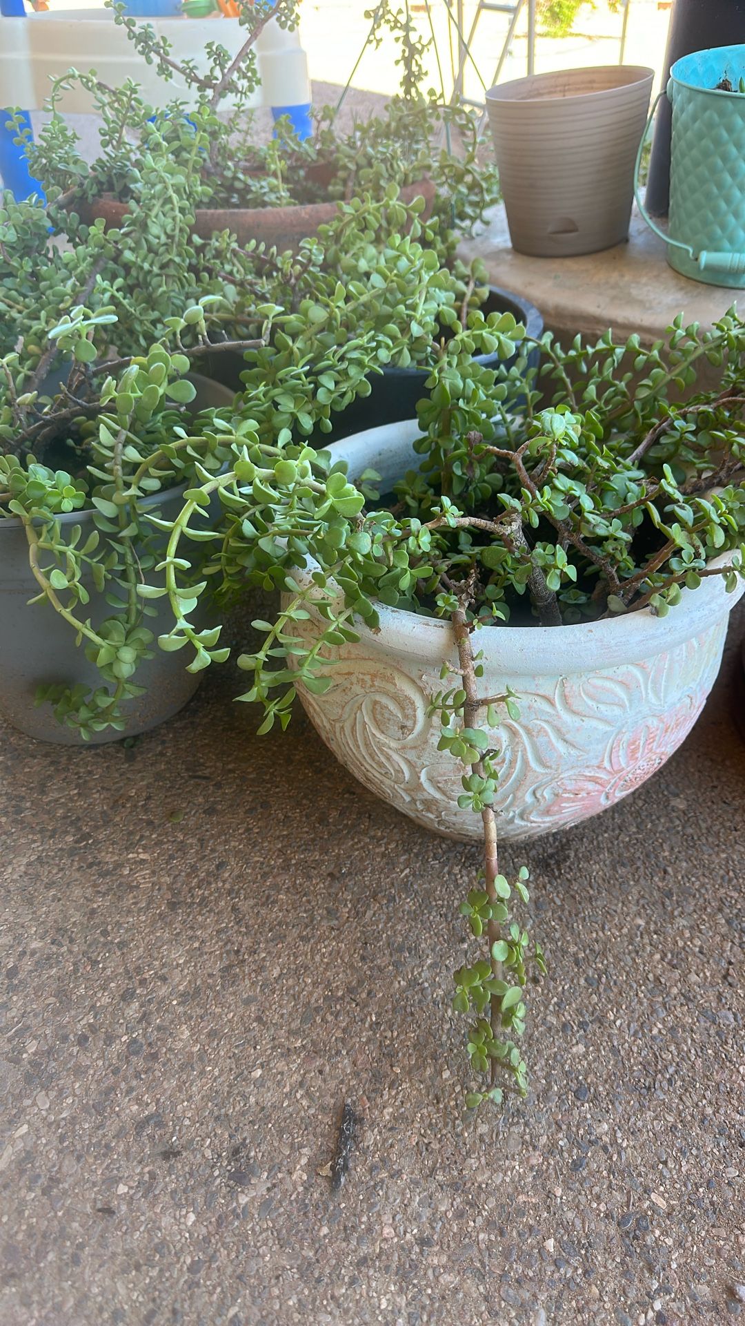 Elephant food plant
