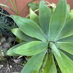 Planta