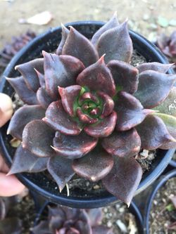 Succulents