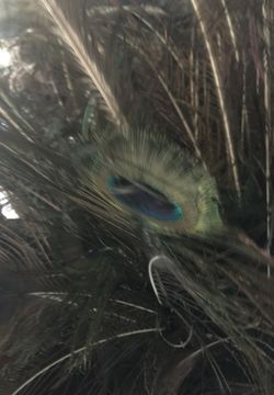 Tengo pabos vendo plumas