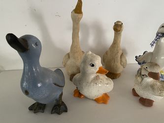 Ducks & Swans