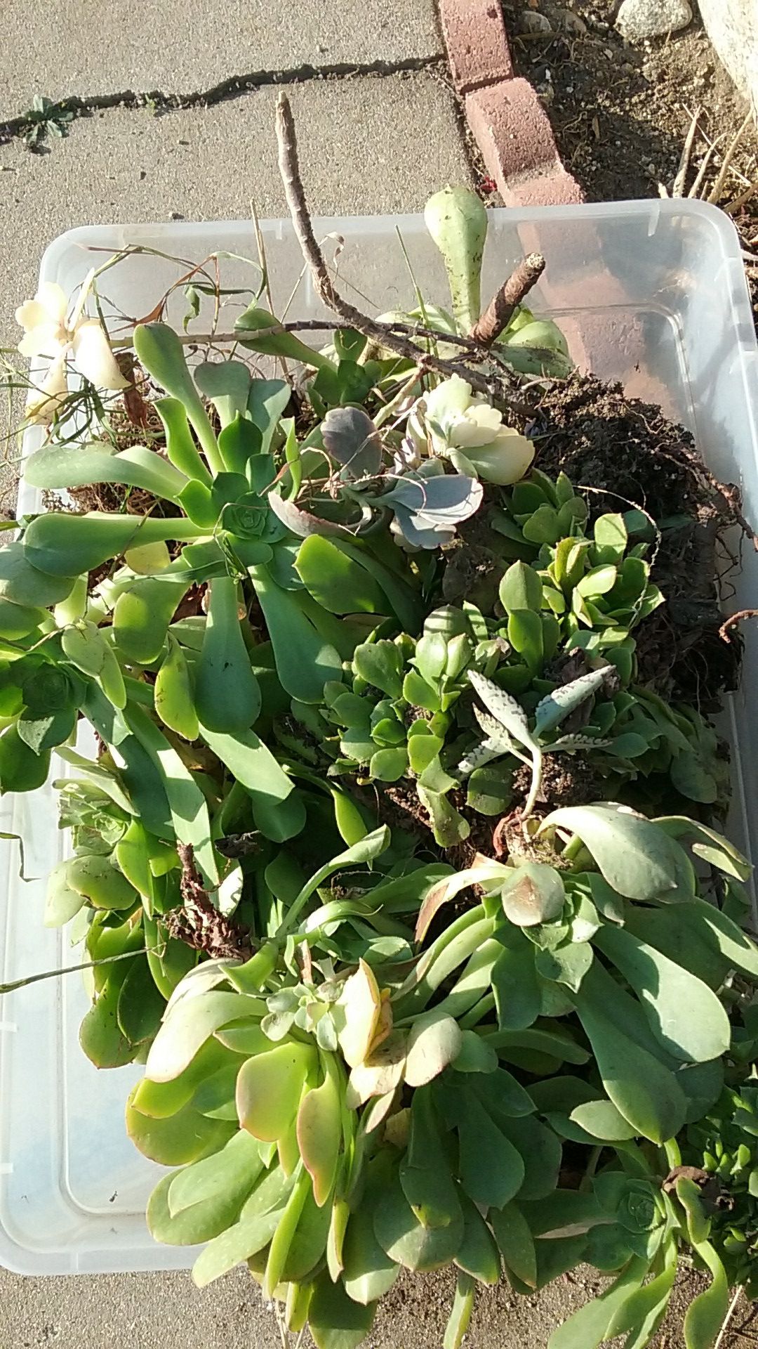 Free succulents need a good home.