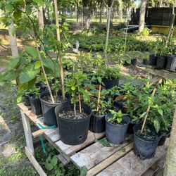 Plants Sale 
