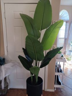 Houseplant