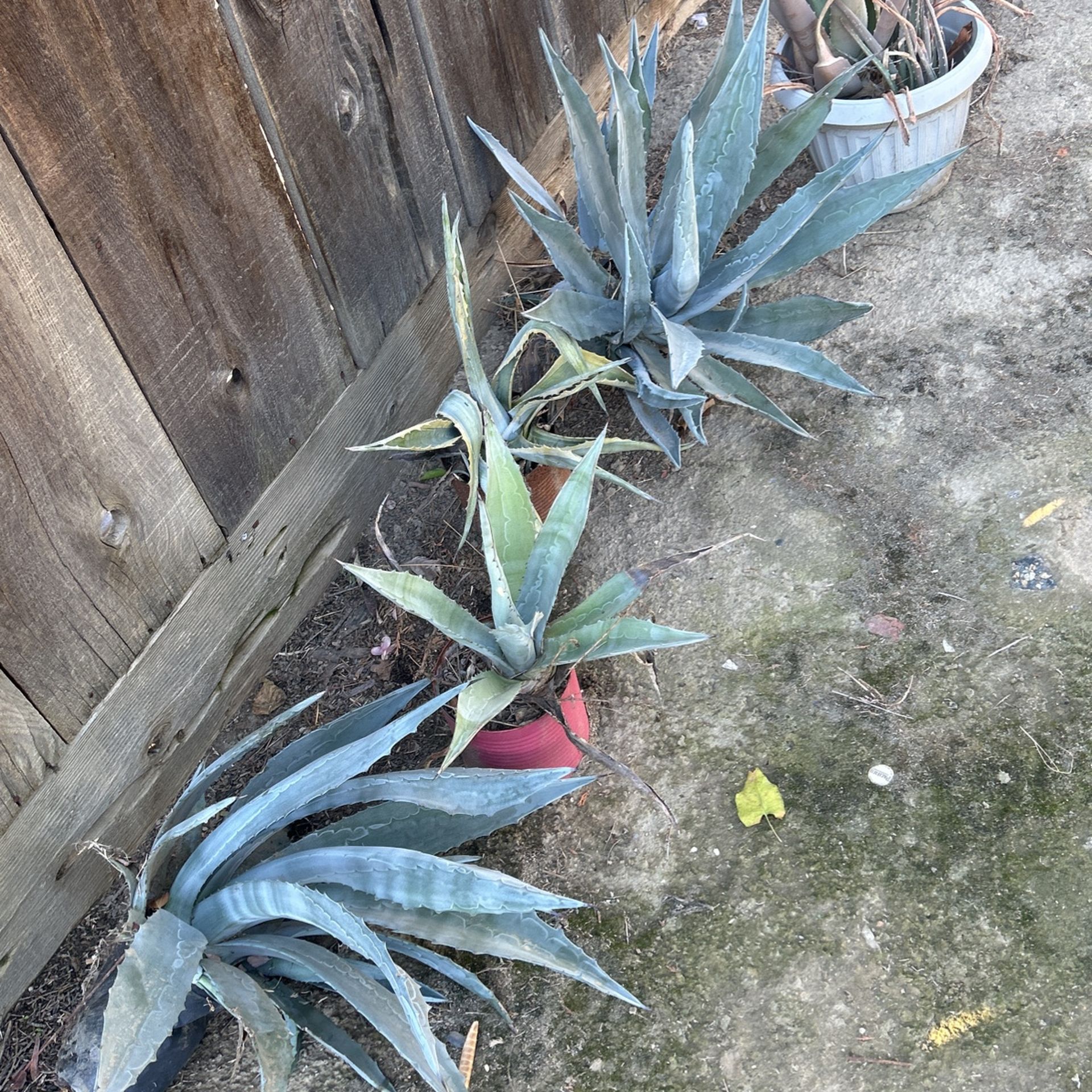 Free Plants Aloe Vera & I Think Agave