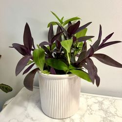 Indoor Plant Or In Shade