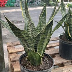 Sanseviera - 1gl