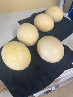 Vintage Large Ostrich eggs