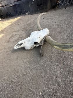 Steer Skull 