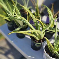 Healthy Aloe Plants 🪴