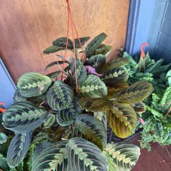 Tons Of Indoor Plants For Sale For $15 Each 