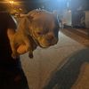 Hector 