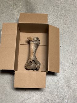 Random mammal bone