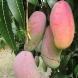 Grafted   Mango   Tree