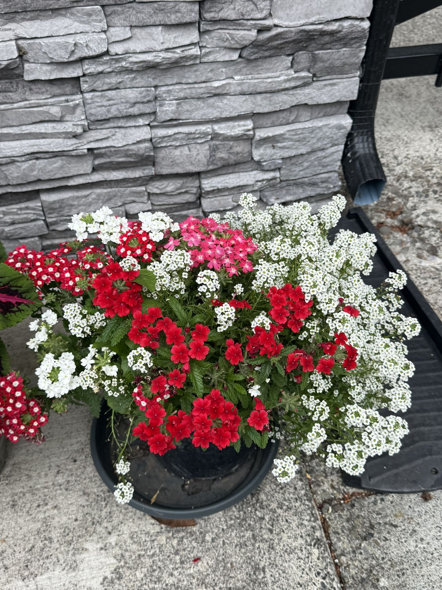 Summer Bloom Flowers Plants In Large Pot Gorgeous