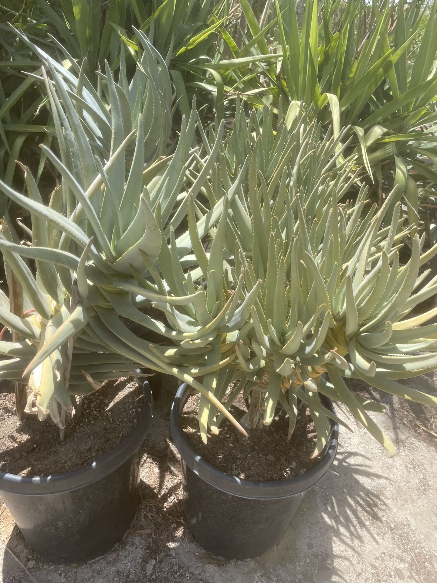 Aloe Ramossima And Dichotoma 15gallon