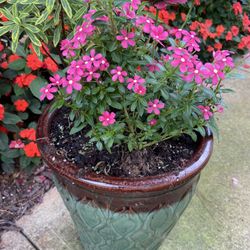Planted Flowers In Ceramic Planter 