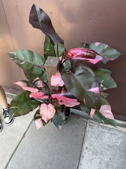 10” XXL Pink Princess Philodendron 40” Tall W/2 Plants Very Pretty 