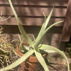 Large Aloe Vera Plant 