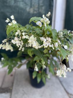 Large Begonia Blooming White Flowers Plant, Is Full Shade Plant In 5 Gallóns Pot Pick Up Only