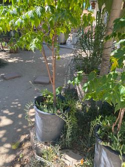 🏠🌴 plantitas