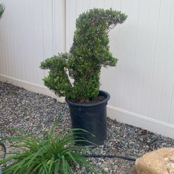 Dolphin Topiary 