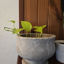 Pot And Plant
