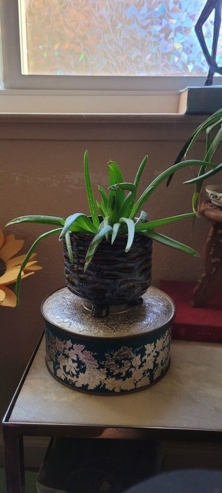 Plants