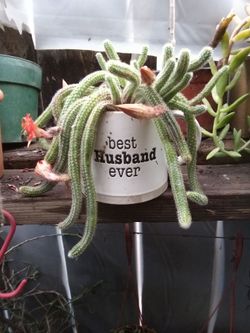 Cacahuate