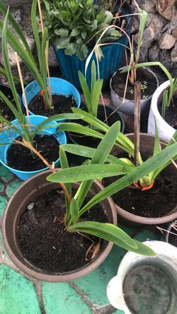 Plants