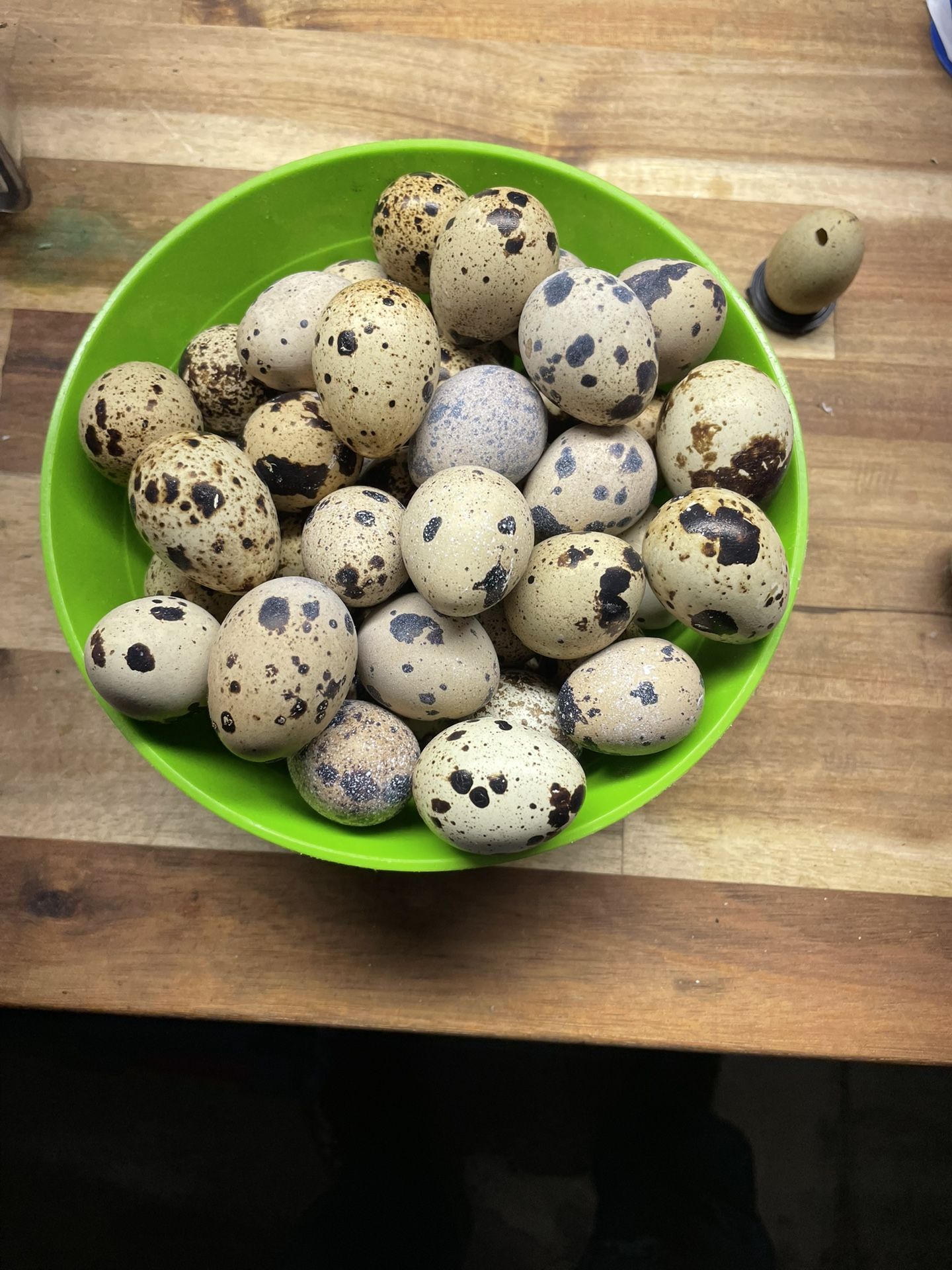 Fresh Quail Egg For Sale